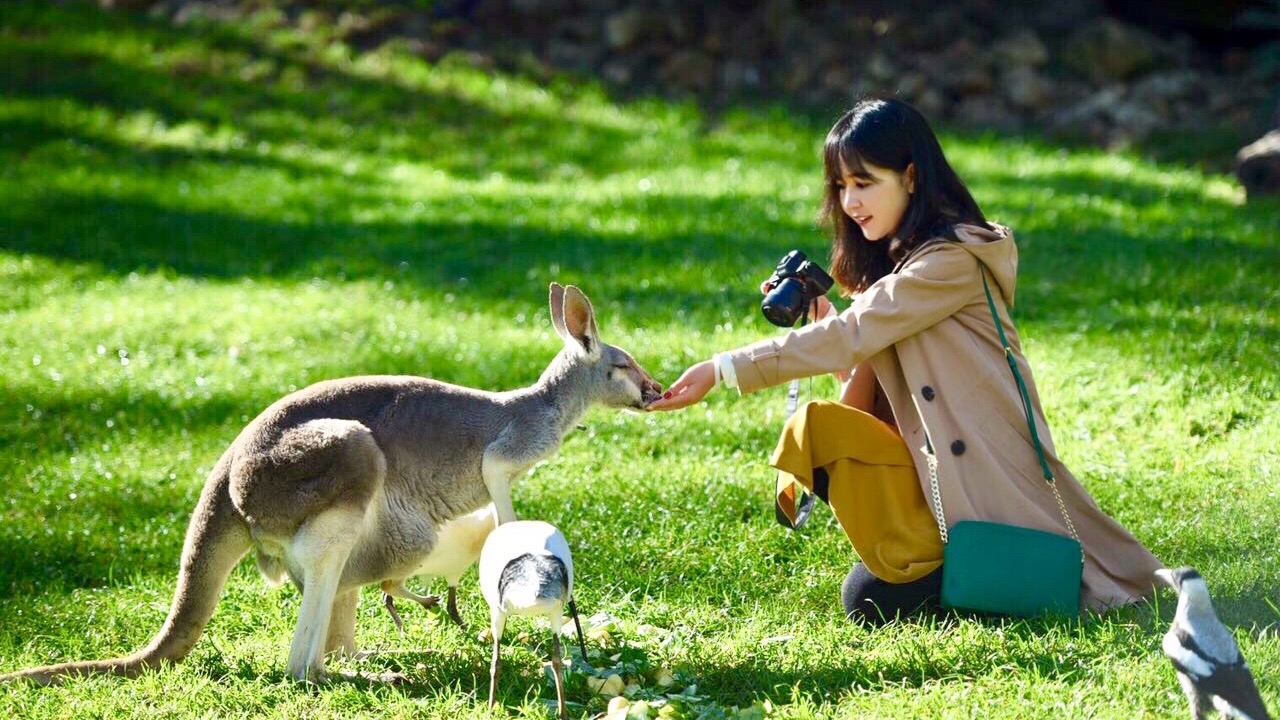 澳洲生蚝哪里最好,全球顶级生蚝多少钱一个
