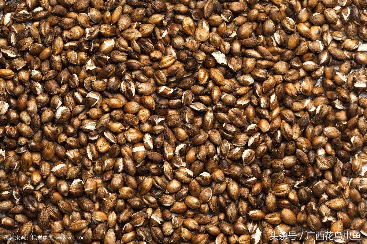 牡丹鹦鹉怎么放养,牡丹鹦鹉到底是笼养好还是散养好