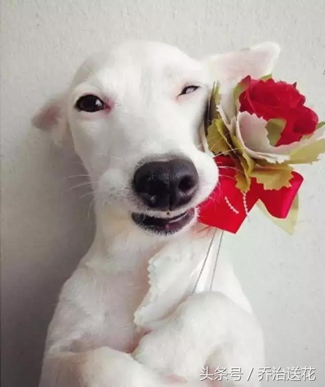 你见过有如此灵性的狗吗,难得一见的好看狗