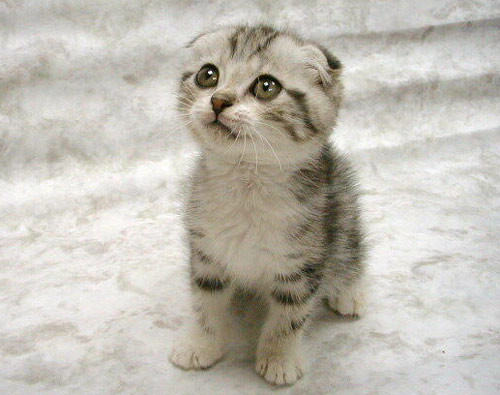 夏天开空调怎么预防猫咪感冒,怎样防止喵星人掉毛