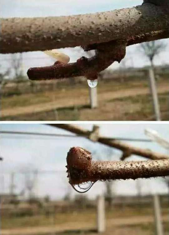 猕猴桃溃疡病和伤流的区别,伤流有什么危害