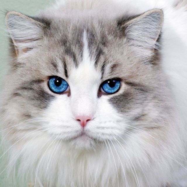 怎么防止猫跳上空调,怎样可以防止夏天猫咪吹空调