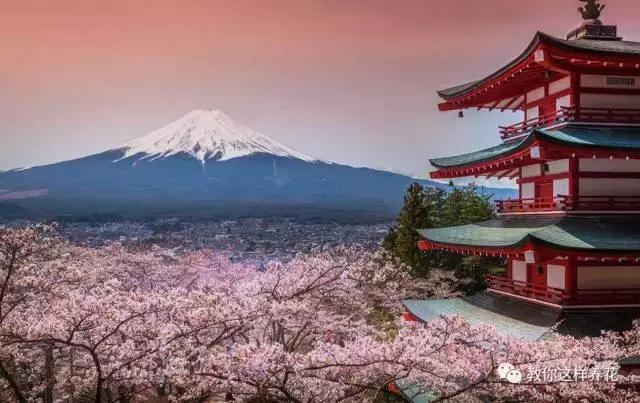 中国国花有什么样的品质,中国国花有什么品质