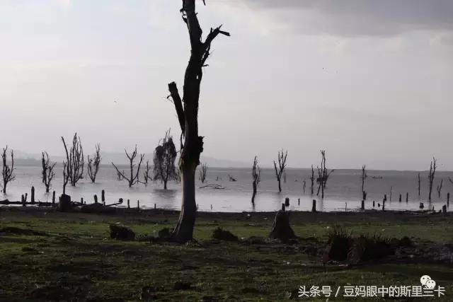 风动？树动？心动！致你，Kenya