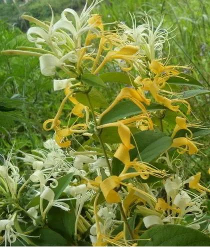 常见中草药图片及讲解,身边常见的中草药功效大全