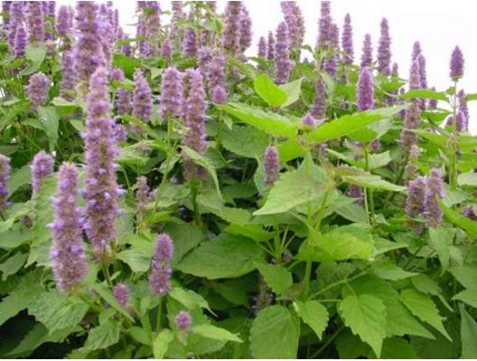 常见中草药图片及讲解,身边常见的中草药功效大全