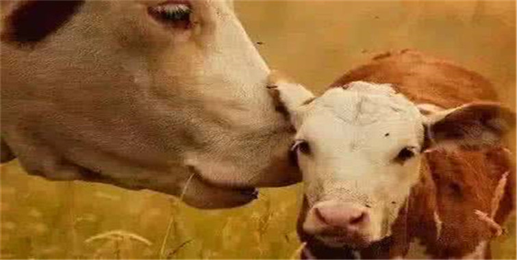 老牛救了他的儿子他却违背誓言当夜暴毙身亡