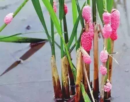 怀孕初期吃东西导致先兆流产,怀孕误食导致流产的一些例子