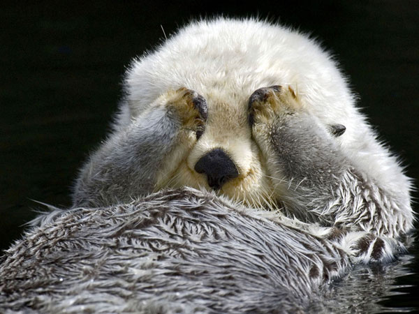 蜜獾平头哥吃蛇不中毒吗,平头哥蜜獾和蛇视频