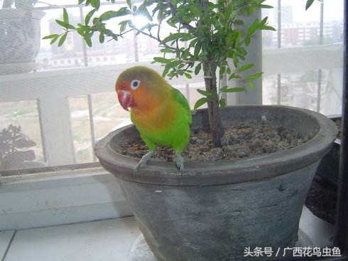 牡丹鹦鹉怎么放养,牡丹鹦鹉到底是笼养好还是散养好