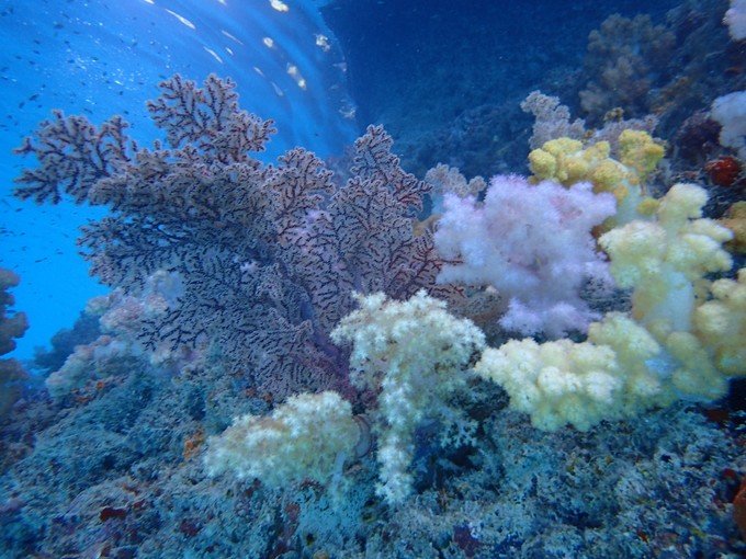 一起去帕劳旅游,去帕劳旅游自由行攻略