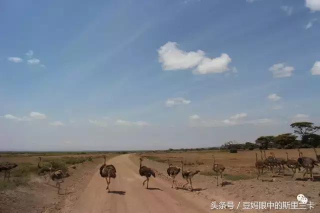 风动？树动？心动！致你，Kenya