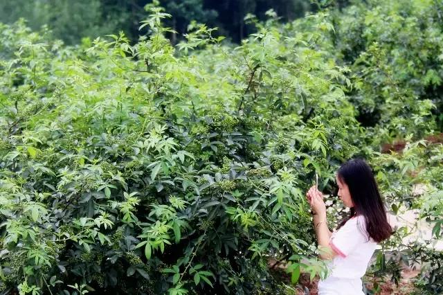 金堂县创建旅游城市,打造天府旅游县