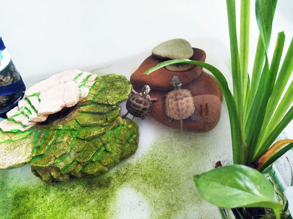 新手养龟的十大注意事项,养龟新手必须知道的两个关键点