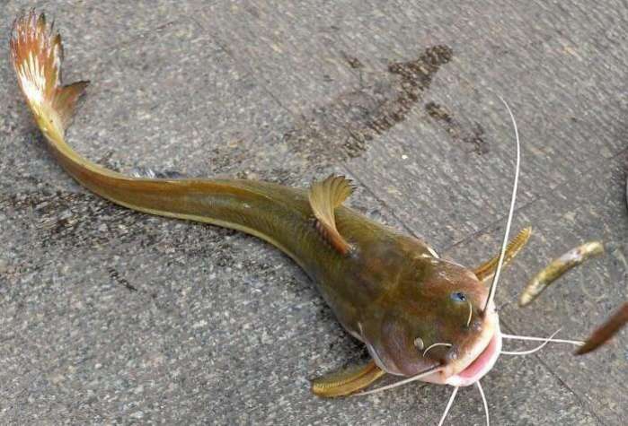 此鱼酷似老鼠，味道毫不逊于“长江三鲜”只是很难钓获