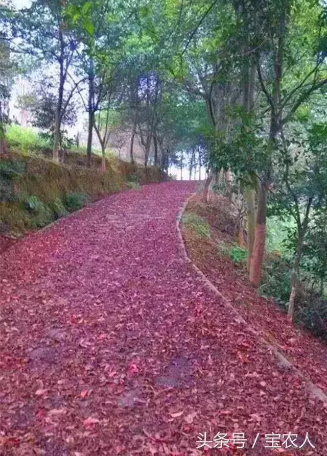 云雾缭绕人间仙境邵阳周边游,邵阳周末一日游景点推荐
