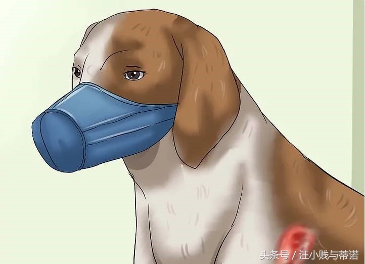 当狗狗受伤，实用土办法教你给狗狗止血！