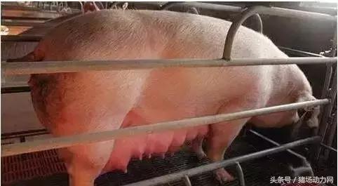 母猪最后一对乳房肿大,母猪产后乳房发炎怎么办