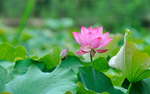 杨修之死感悟赏析,杨修之死逐句翻译