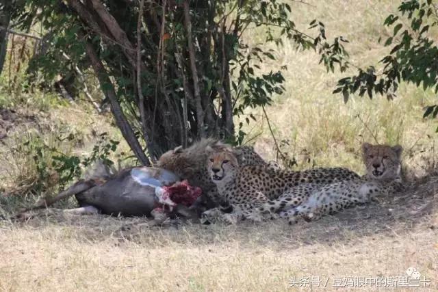 风动？树动？心动！致你，Kenya