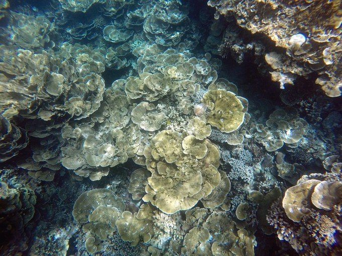 一起去帕劳旅游,去帕劳旅游自由行攻略