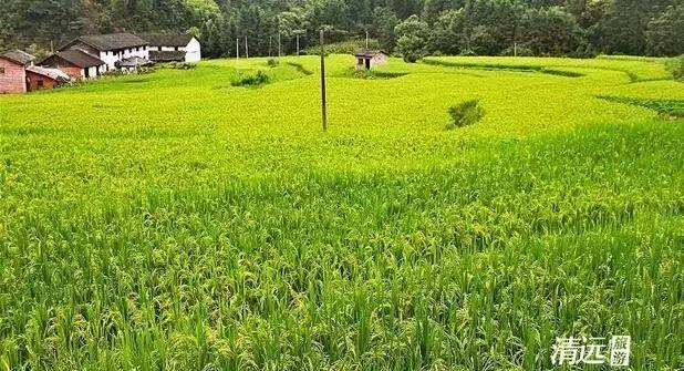 宕╂簝澶ч檰鐏倝,杩炲窞鐏倝