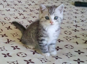 夏天开空调怎么预防猫咪感冒,怎样防止喵星人掉毛