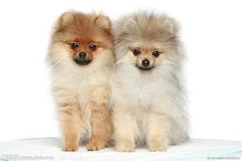 孕期养宠物注意事项,孕期养宠物需要注意什么