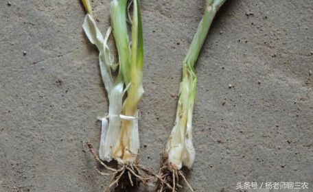 大葱软腐烂根特效药,大葱根腐与软腐的区别