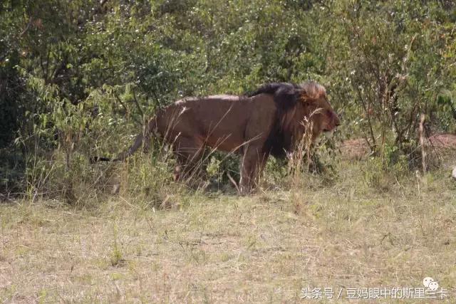 风动？树动？心动！致你，Kenya