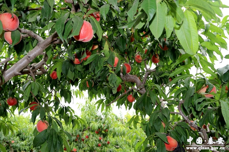 全国有名的天水秦安蜜桃大上市,秦安蜜桃享誉世界