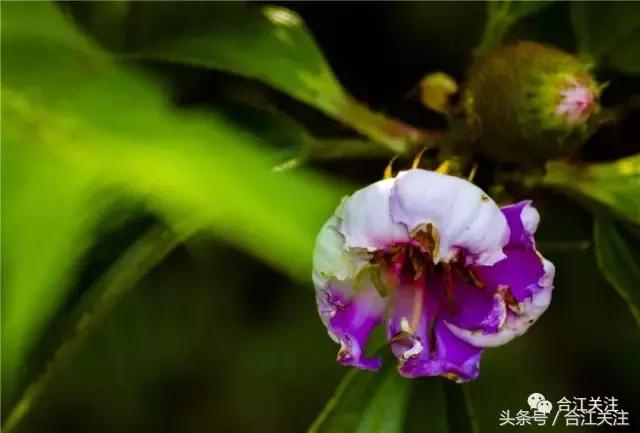 暴牙郎的药用,暴牙郎的神奇功效