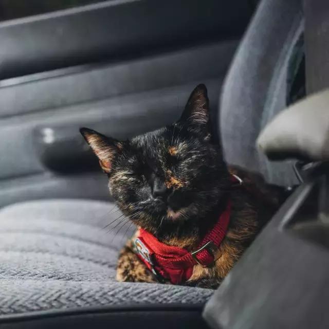 玳瑁猫有什么好,玳瑁猫猫界有多受欢迎