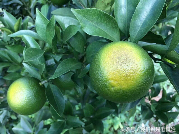 柑橘防灼怎么做,柑橘防日灼的最佳方法