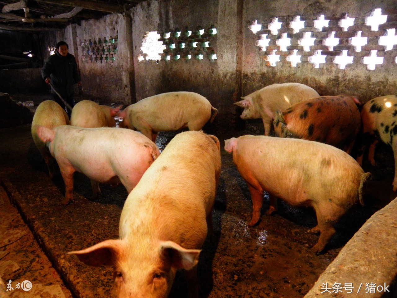 仔猪拉黄色稀粪是热症还是寒症,仔猪拉黄色稀屎不吃打什么针