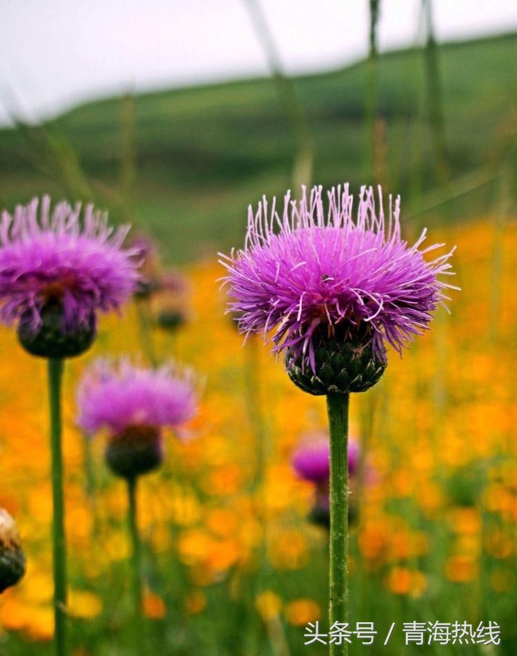 湟中区乡村旅游发展概况,青海湟中县上五庄镇乡村旅游