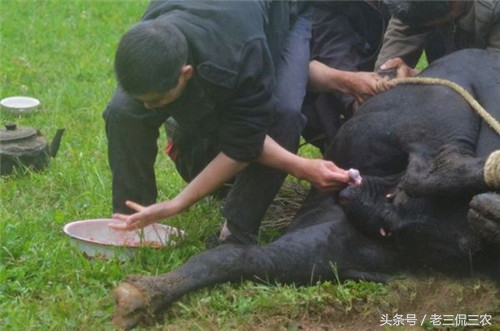 农村阉鸡，相信大家都见过！但第三种阉，相信很多人没见过！