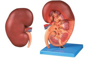 尿毒症患者透析能活多久,不透析又该怎样治疗?