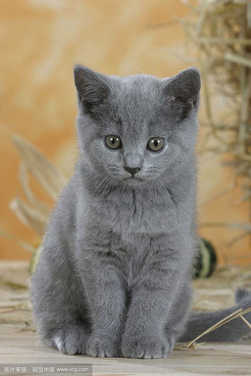 各种各样的很可爱又很好看的猫,各种可爱猫