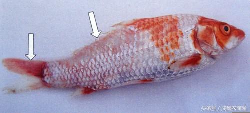 鱼竖鳞病怎么治最好,鱼摆盘有哪些禁忌