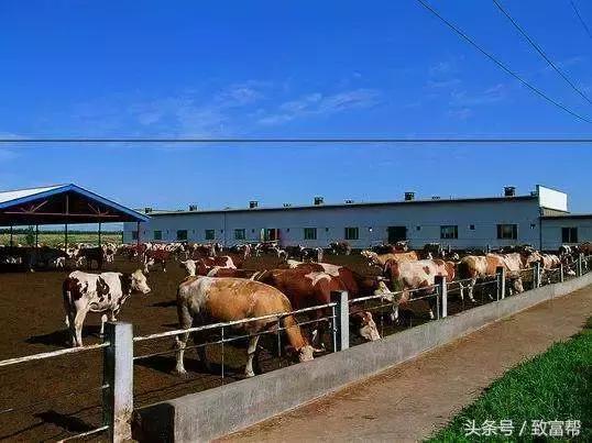 奶牛养殖高科技视频,科技养奶牛