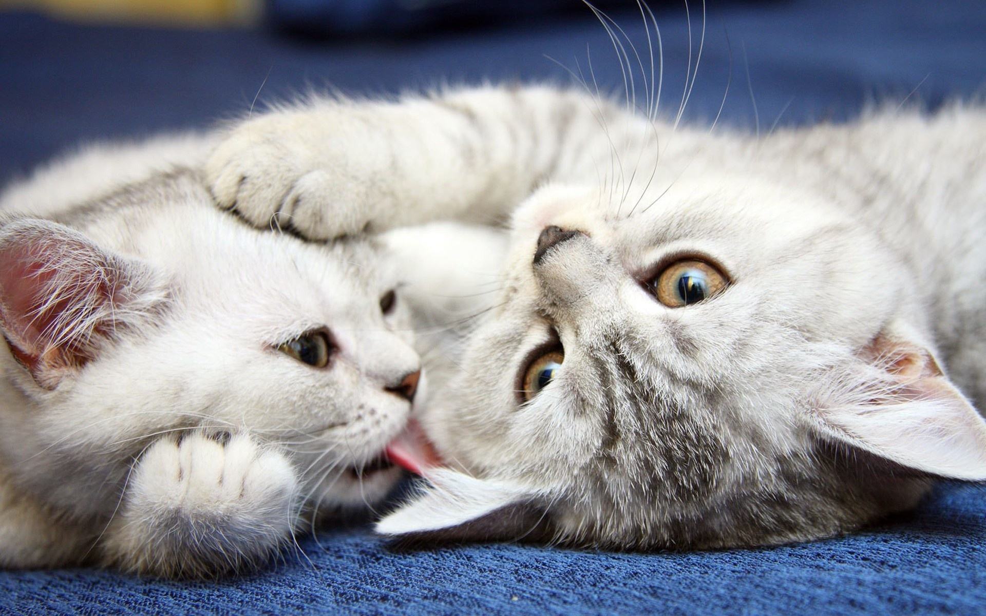 猫主子的真实生活,你真的懂自家猫主子吗