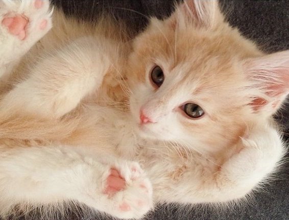 不要说我孤独,我还有猫