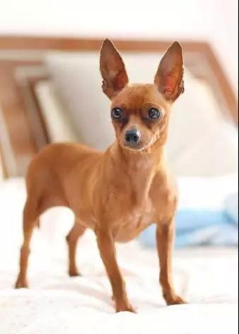 各种狗及身价，终于收全了