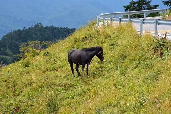 北纬30°神秘之境,在高山草甸、追逐鹿群,这里美的像天堂!