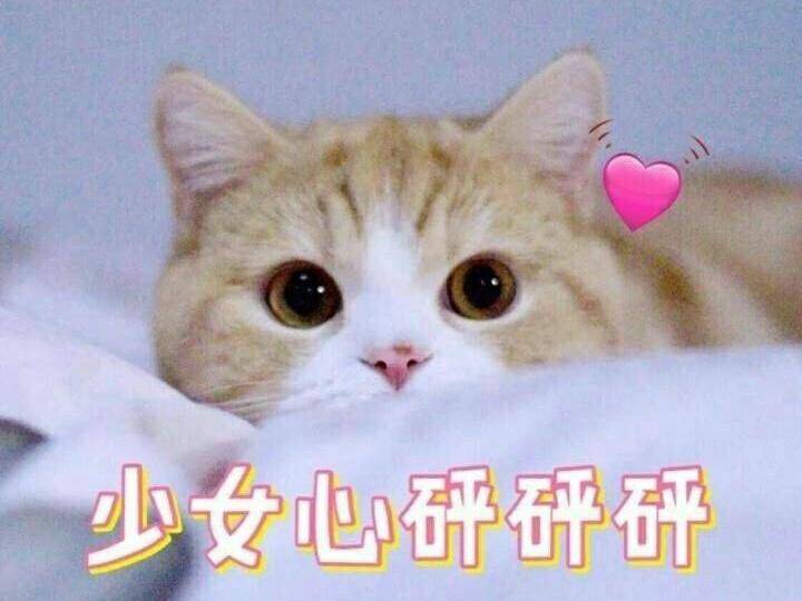 gucci经典小白鞋,gucci猫头鹰小白鞋