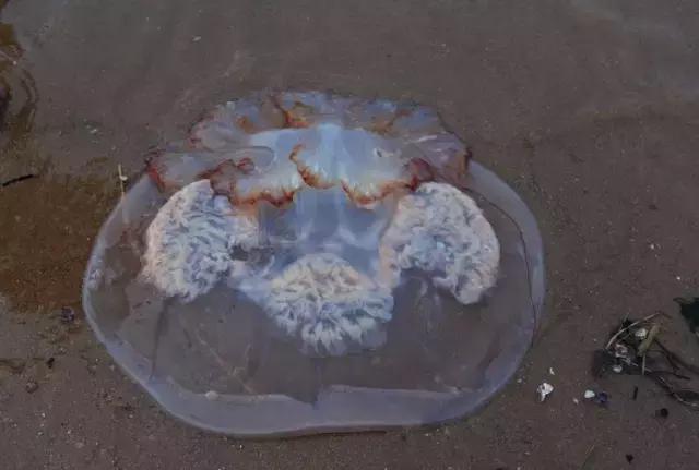 又到吃海蛎子的季节,又到了吃海鲜的季节生蚝