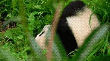 在深达数百米的天坑，大熊猫曾经到此一游