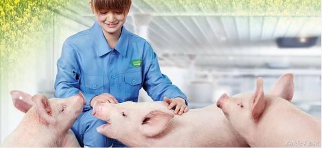 公猪感染蓝耳病毒的症状,母猪大肠杆菌怎么防治