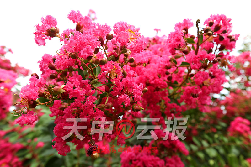 紫薇花在盛开下一句,紫薇花开满枝头视频